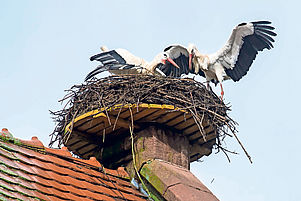 Die neueste Aufnahme des Nests auf der Mackenbacher Kirche: Die beiden Störche haben mit dem Brüten begonnen. Foto: view
