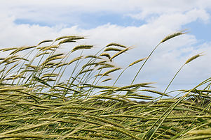Wind kann sanft über die Haut streichen und ganze Felder bewegen. Foto: Pixabay