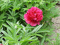 Blüte einer Sorte der Echten Pfingstrose, die auch Bauernpfingstrose genannt wird. Foto: wikipedia/Kurt Stüber